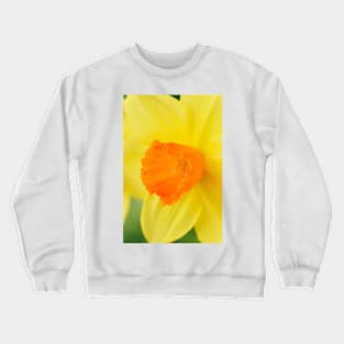 Narcissus  &#39;Red Devon&#39;  Division 2 Large-cupped   Daffodil Crewneck Sweatshirt